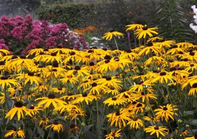 Rudbeckia