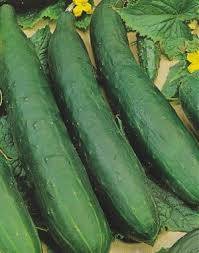 Pepino chino del granjero