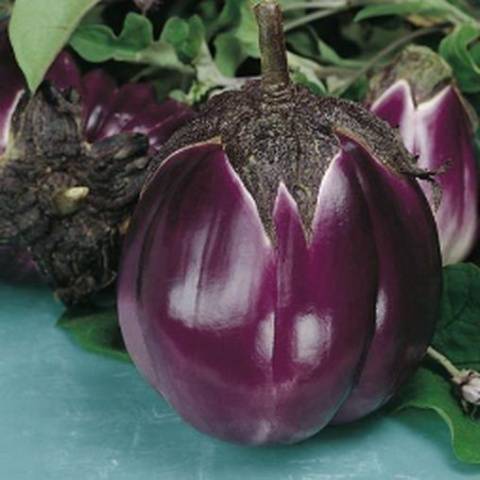 Viola di firerenzi