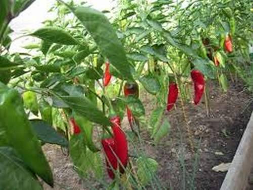 Cacatúa