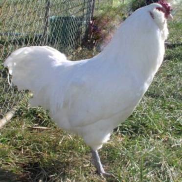 Csirkék Ameraucana