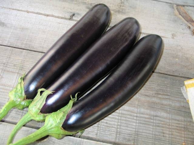 Salamandra de berenjena