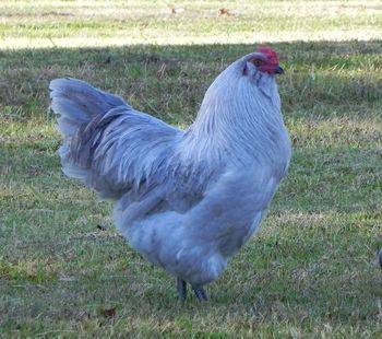Csirkék Ameraucana