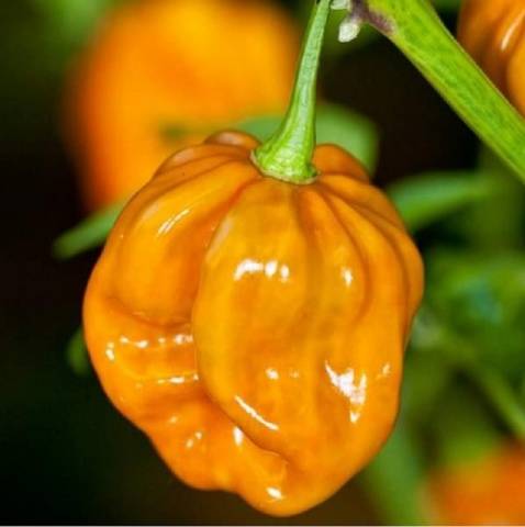 JALAPENO