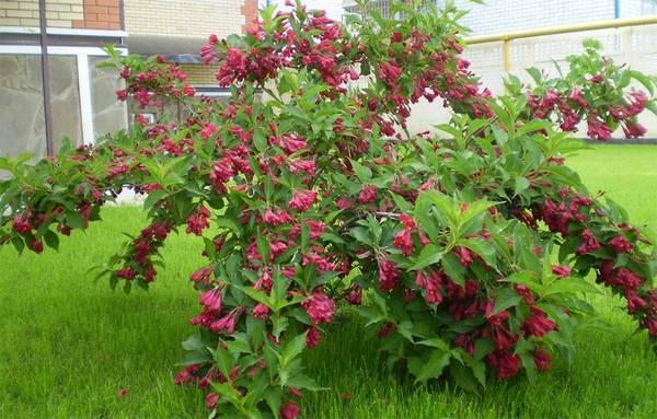 Weigela