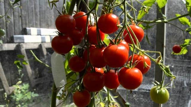 Kirschrot