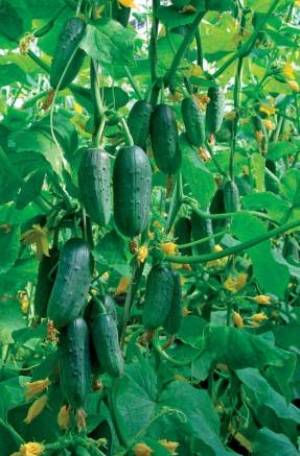 Variedad temprana Okhotny Ryad