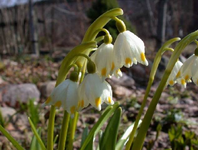 Flor branca