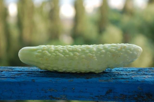 Novia de pepino chino F1