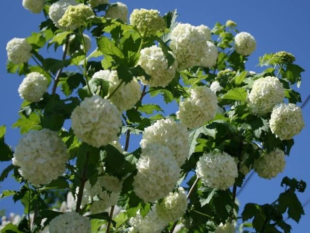 Viburnum