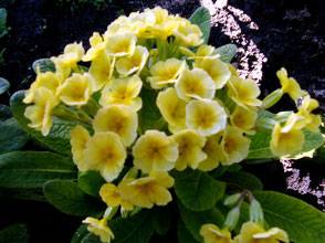 Gigante Amarelo Primrose