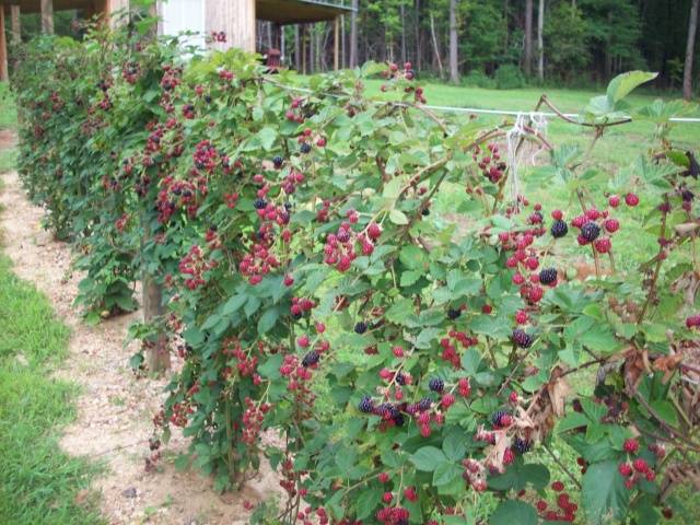 Brombeere