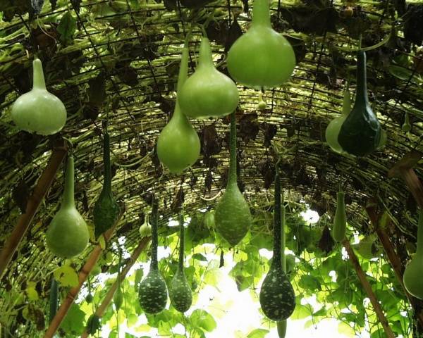 Lagenaria Calabaza