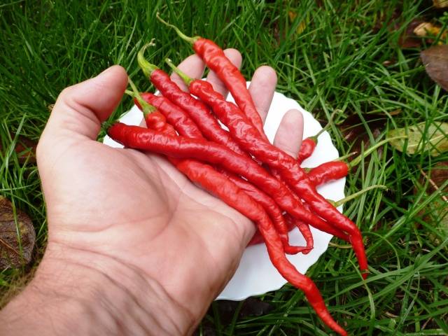 Cayenne bitter