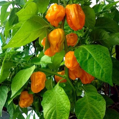 Numex Suave Orange