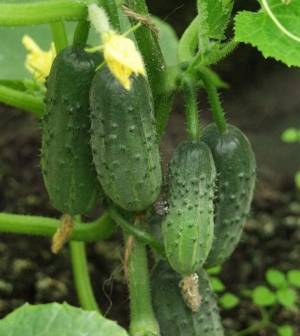 Variedad de maduración temprana Blizzard