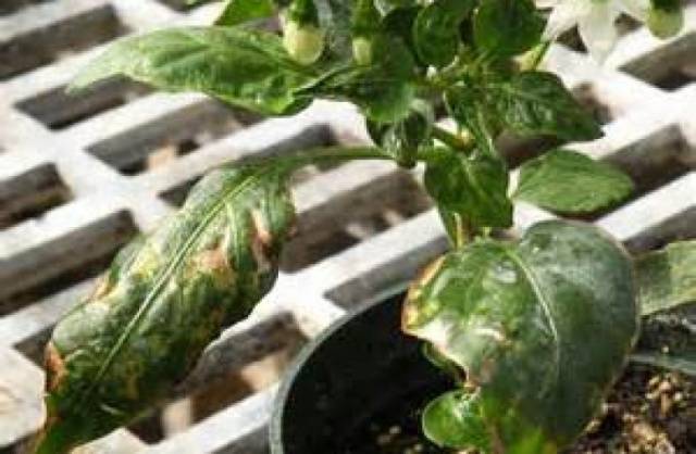 Lightning-fast bacterial wilting