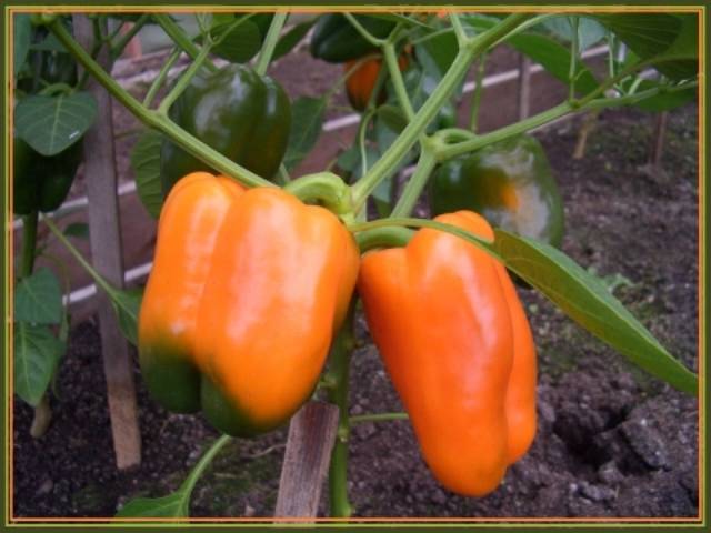 Orange Wunder