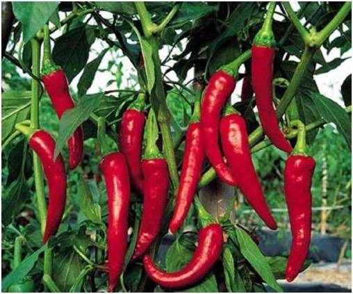 Pimenta-caiena amarga