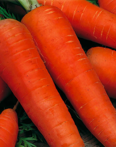Variety Red gigante