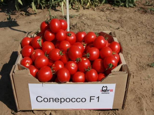 Solerosso F1