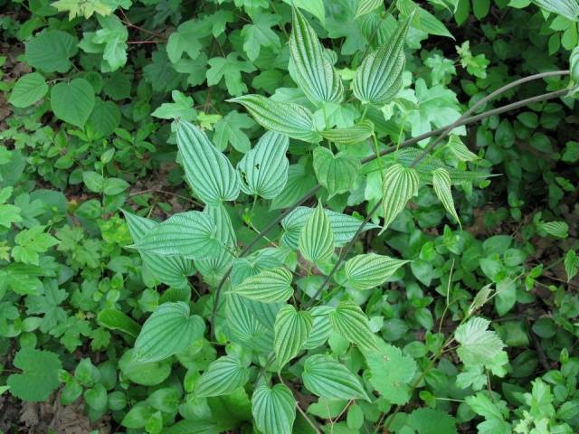 Dioscorea