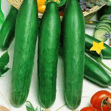 Pepino chino F1 resistente al frío