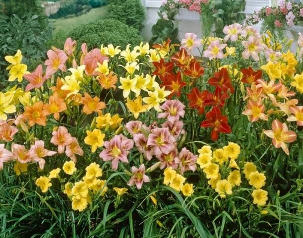 Dililis