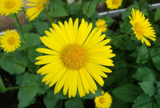 Camomila Doronicum (cabra)