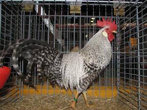 Kuckuck Rebhuhn Leghorn