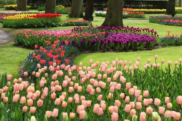 Tulipas