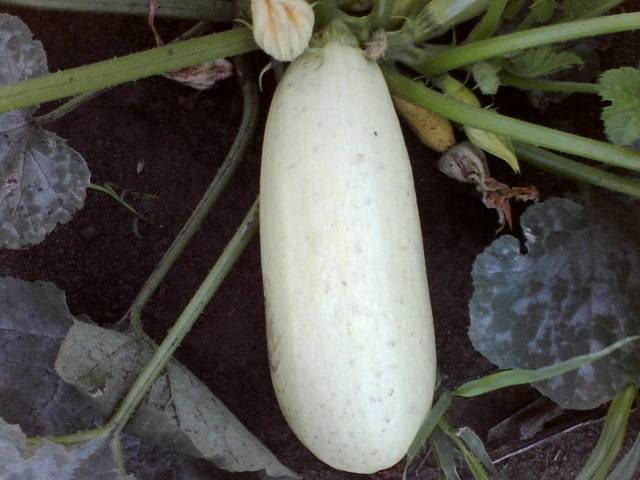cuketa Gribovský 37