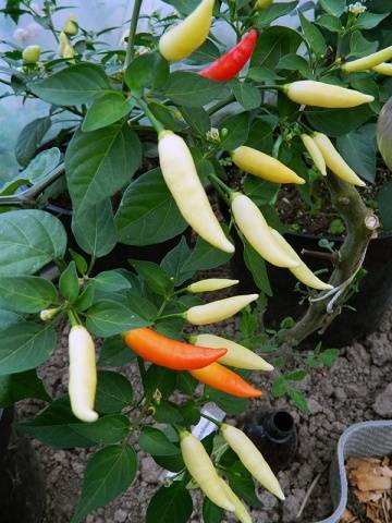 Aji multicolorido