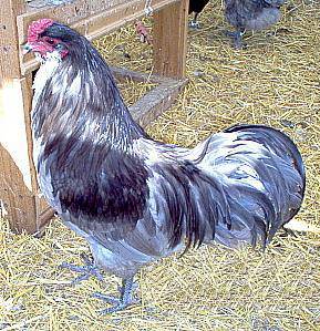 Csirkék Ameraucana