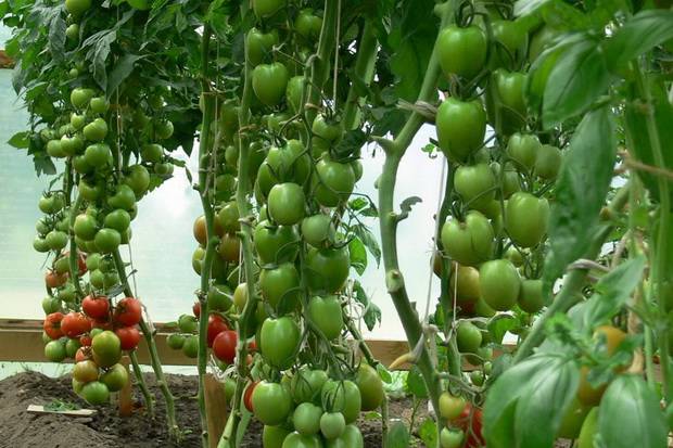 Gebündelte Tomaten für Gewächshäuser