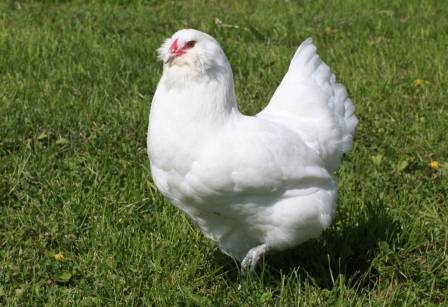 Csirkék Ameraucana