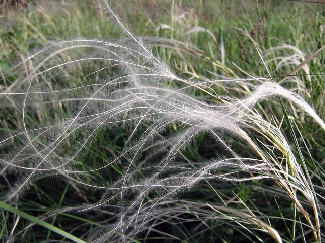 Herba de plomes