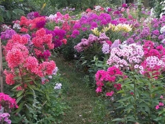 Phlox