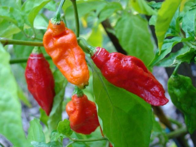 Naga jolokia