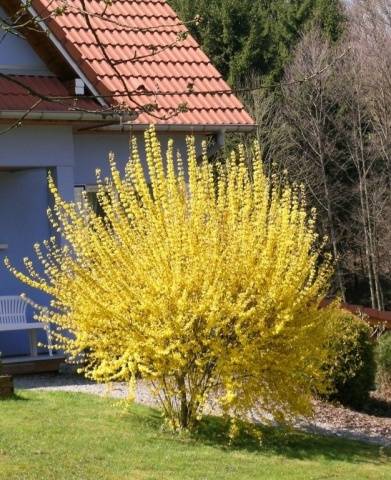 Forsythia