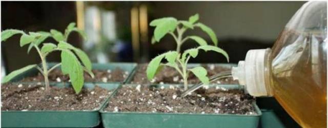 Cobertura de mudas de tomate e pimenta com remédios populares