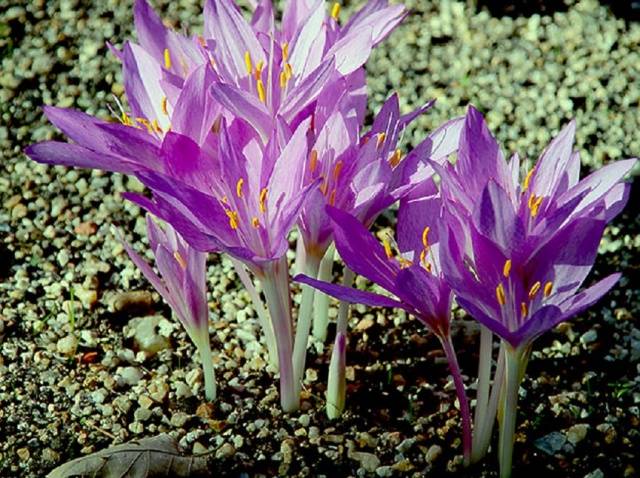 Colchicum