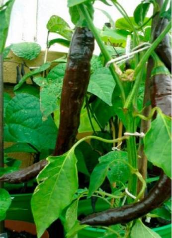 Pasilla variety