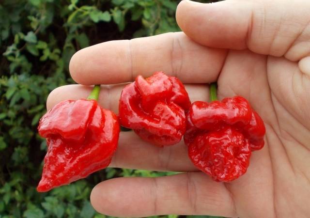 Trinidad Scorpion Butch T
