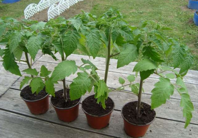 Cuidado de mudas de tomate