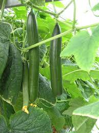 Pepino chino resistente al calor F1