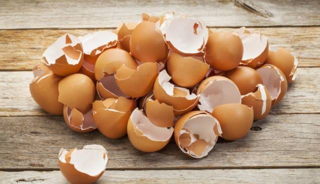 Cómo alimentar y fertilizar las plántulas de tomate.