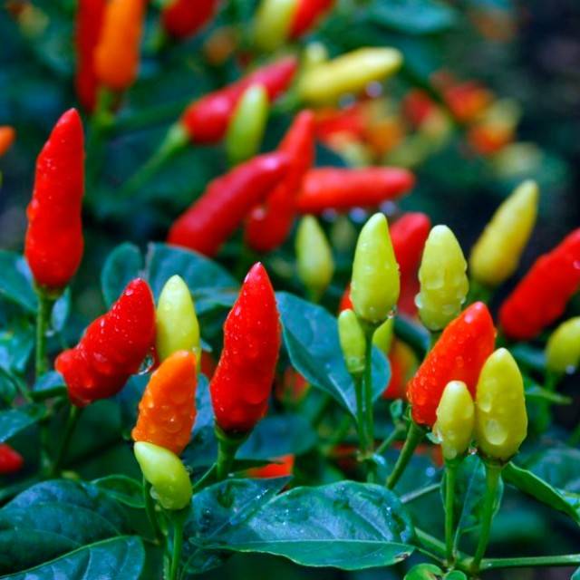  Tabasco