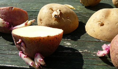 Penza early ripening