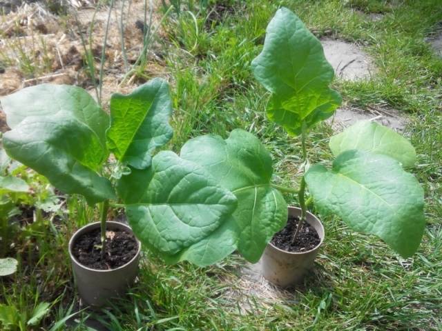 Aubergine Ilya Muromets